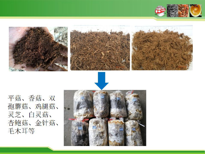 食用菌栽培料瞬時爆破滅菌新技術及平菇栽培應用-18.jpg